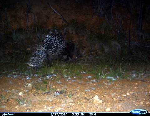 Image of African Porcupine