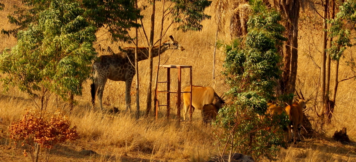 Image of Rhodesian Giraffe -- Luangwa Giraffe