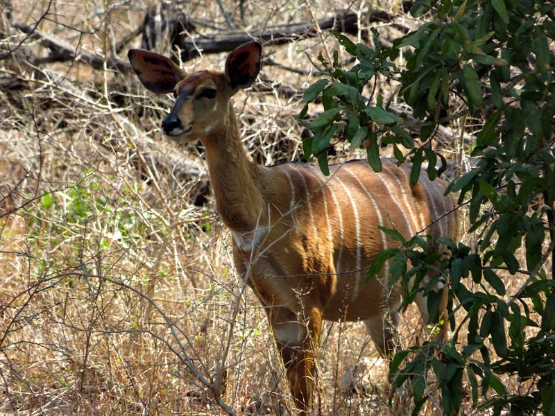 Image of Nyala