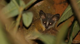 Image of Grant's Bushbaby