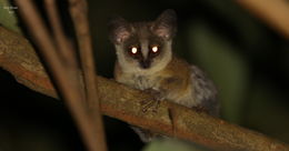 Image of Grant's Bushbaby