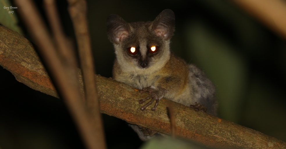 Image of Grant's Bushbaby