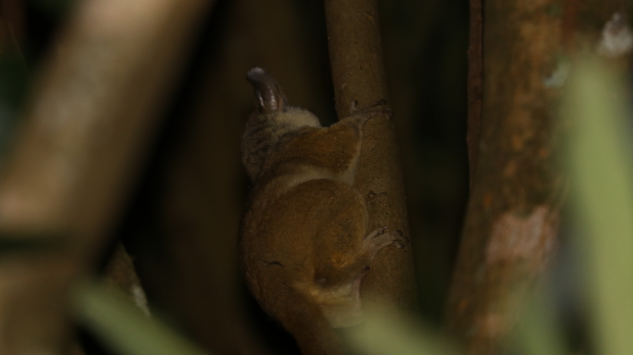 Image of Grant's Bushbaby