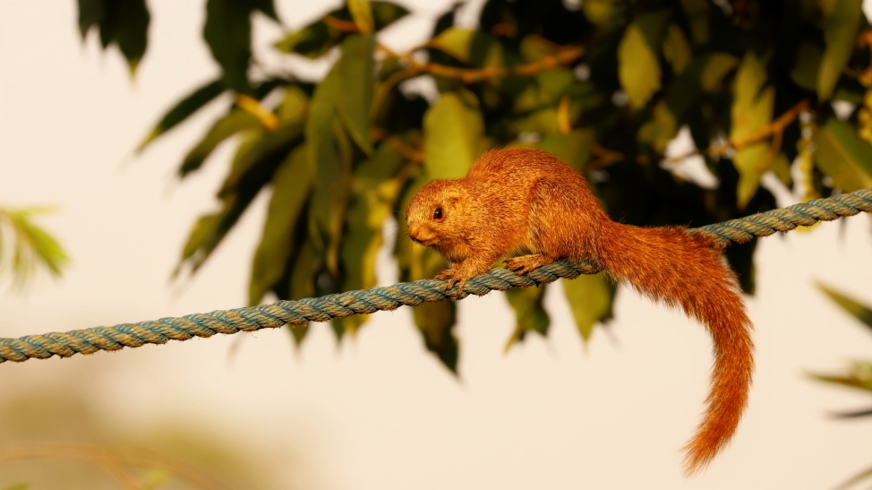 Imagem de Heliosciurus mutabilis (Peters 1852)