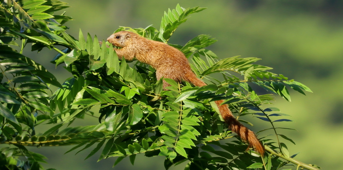 Imagem de Heliosciurus mutabilis (Peters 1852)