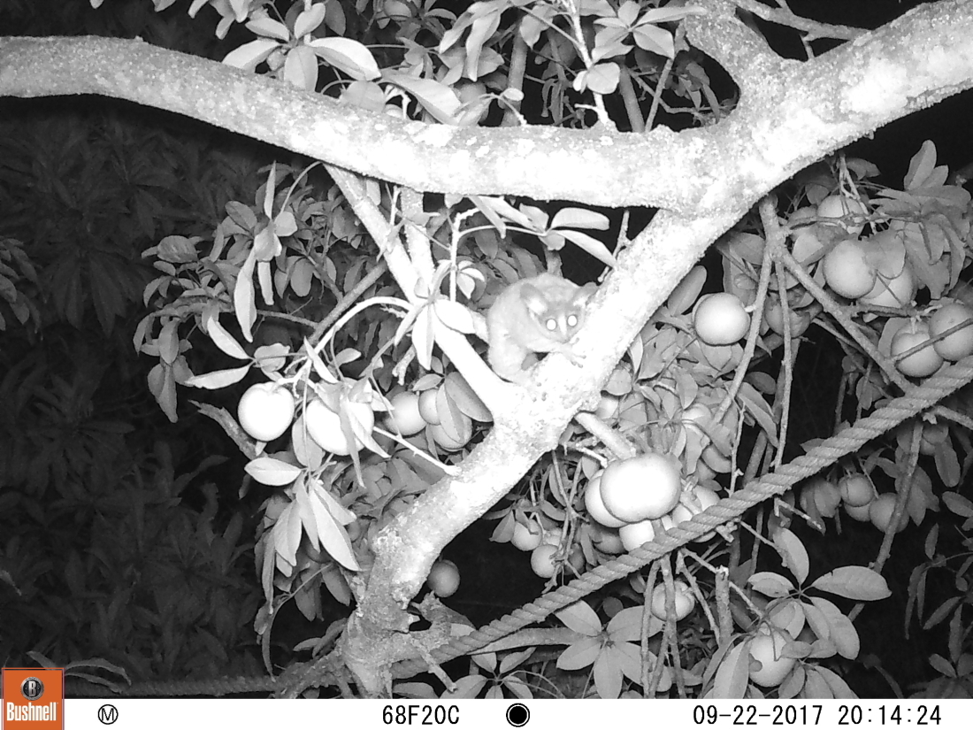 Image of Grant's Bushbaby