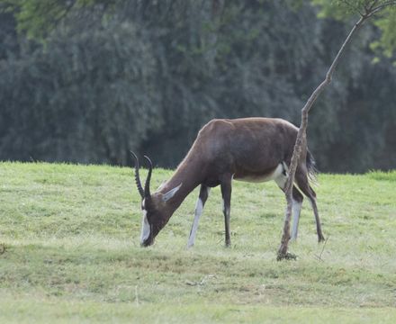 Image of Blesbok