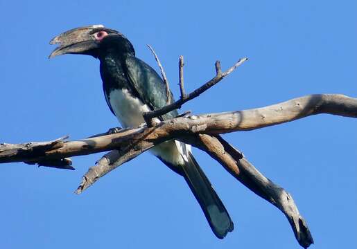 Image of Trumpeter Hornbill