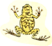 Image of Oreophryne variabilis (Boulenger 1896)