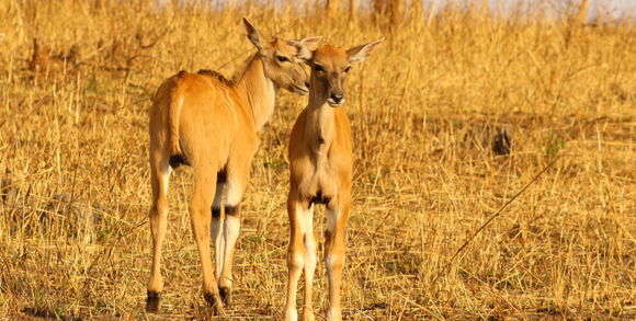 Image of Eland