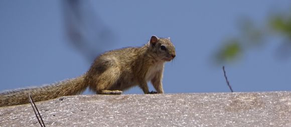 Image of Smith's Bush Squirrel