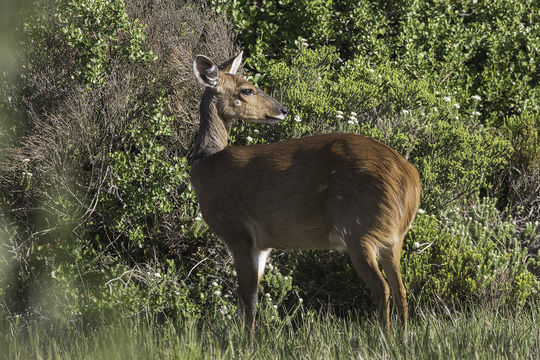 Image of Bushbuck