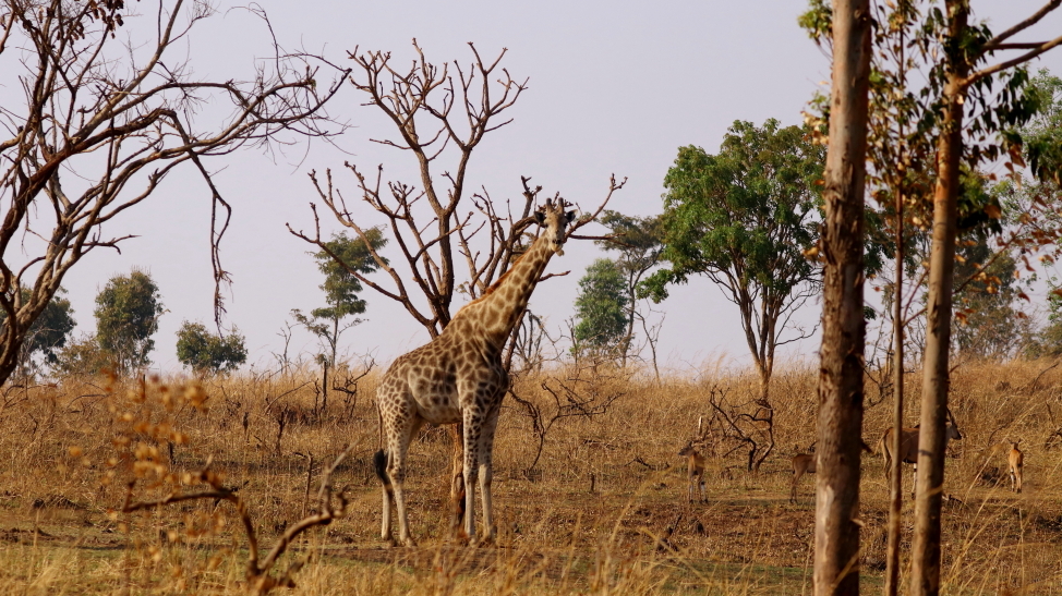 Image of Rhodesian Giraffe -- Luangwa Giraffe