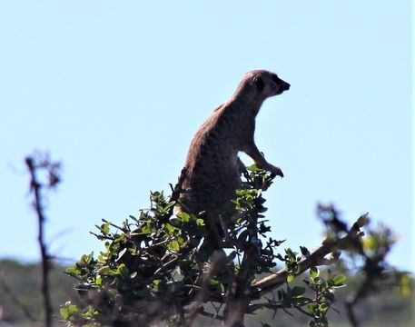 Image of Suricata Desmarest 1804