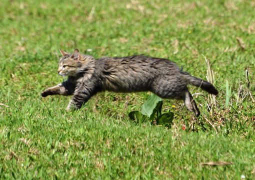 Image of Domestic Cat