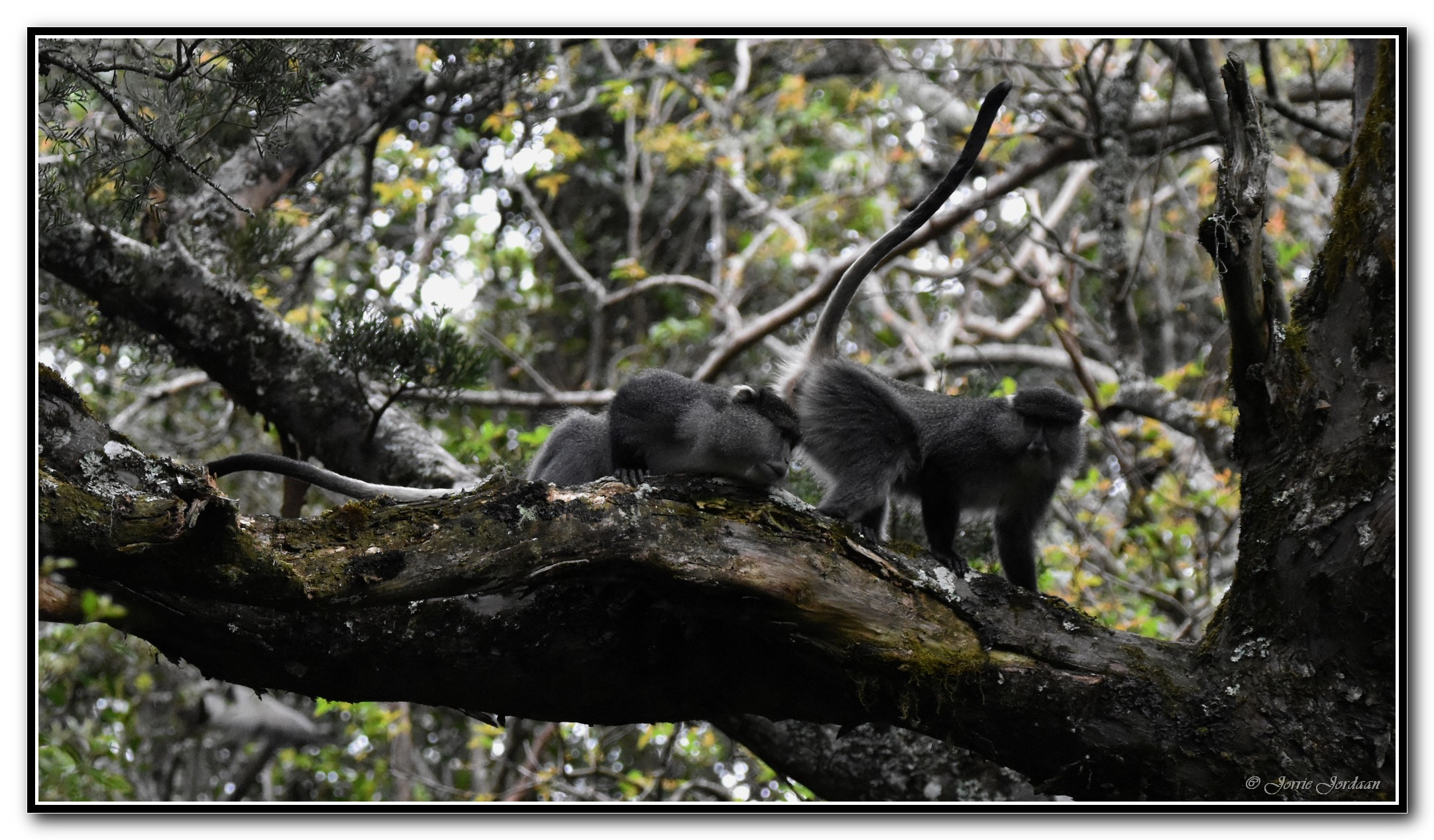 Image of Samango Monkey -- Sykes' Monkey