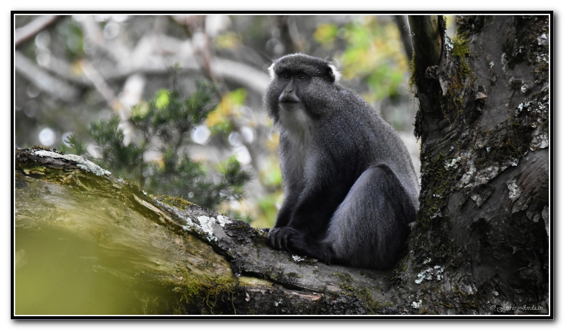 Image of Samango Monkey -- Sykes' Monkey