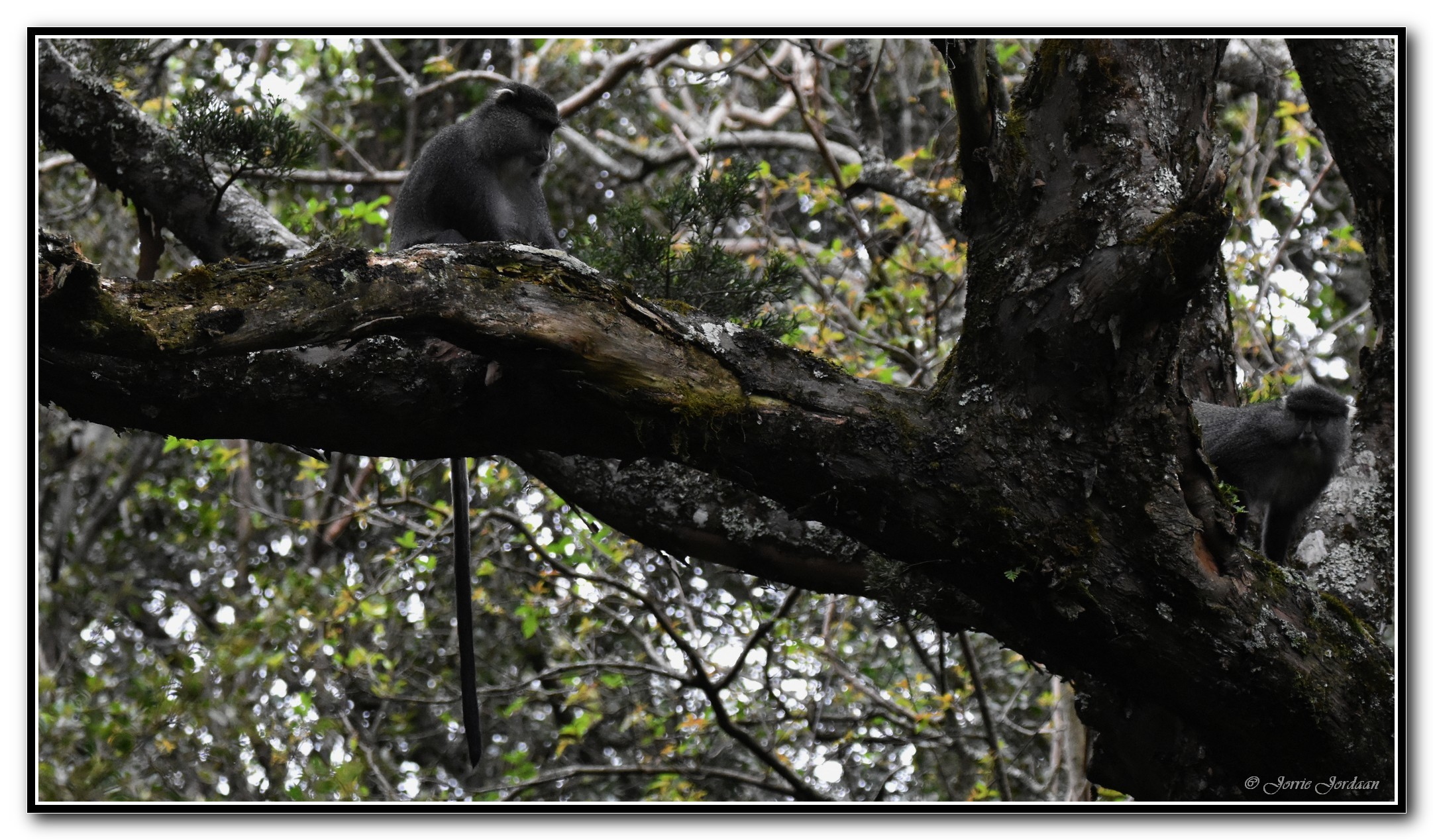 Image of Samango Monkey -- Sykes' Monkey