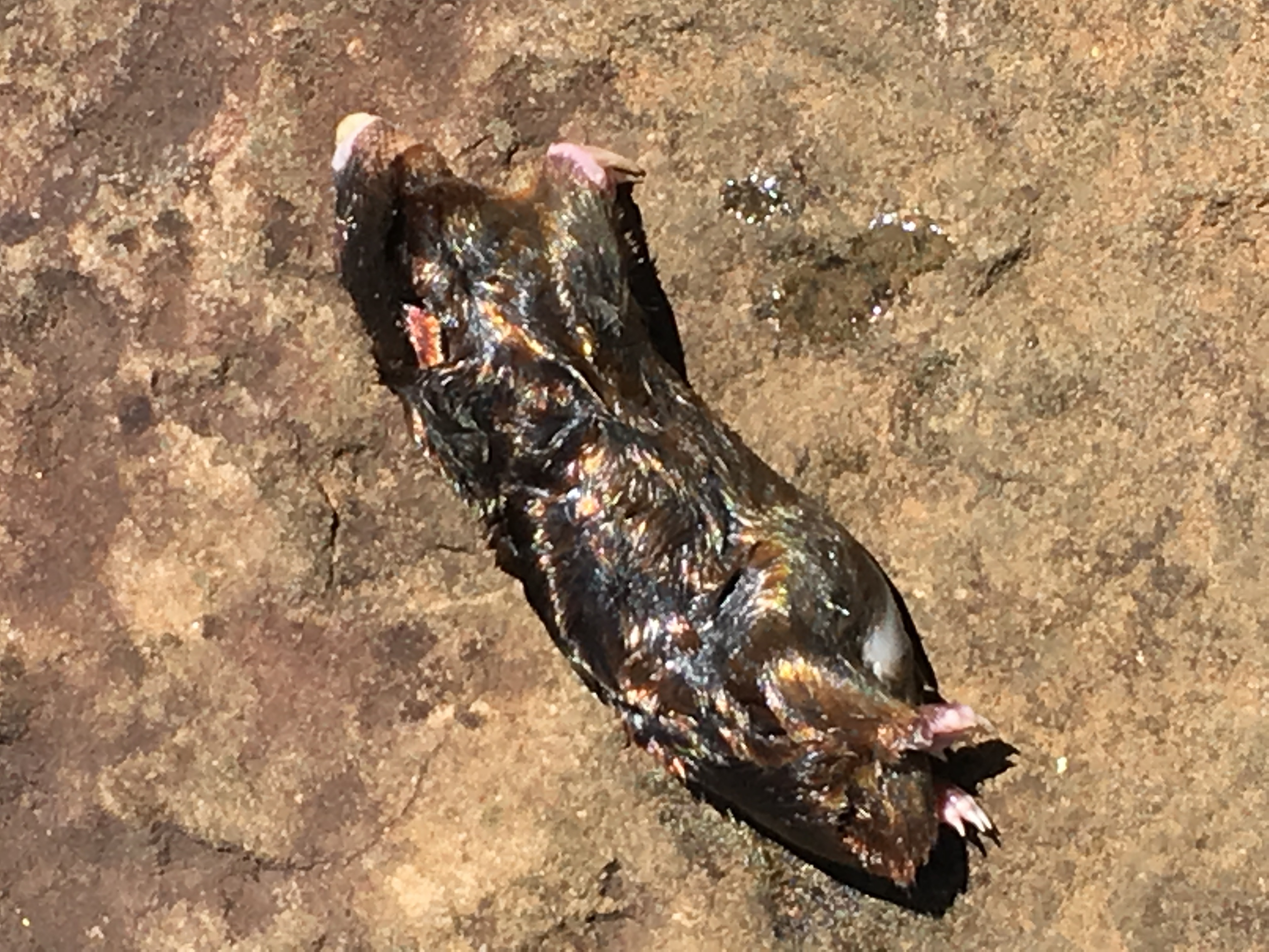 Image of giant golden mole