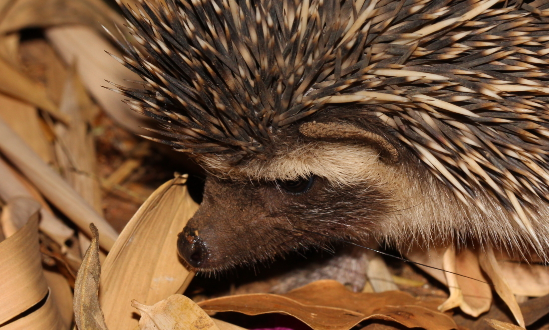 Image of Four-toed Hedgehog