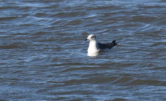 Image of Lesser Black-backed Gull