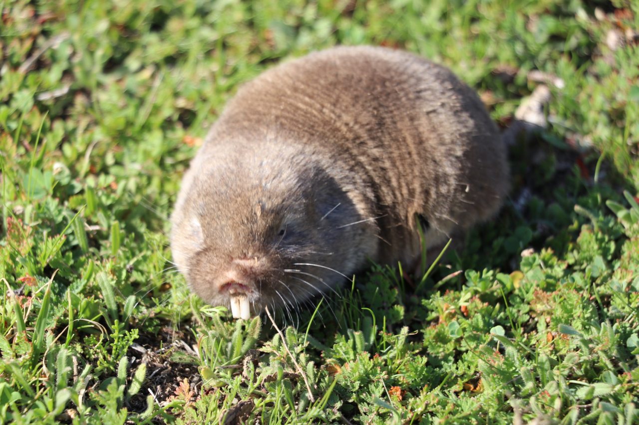 Image of Bathyerginae