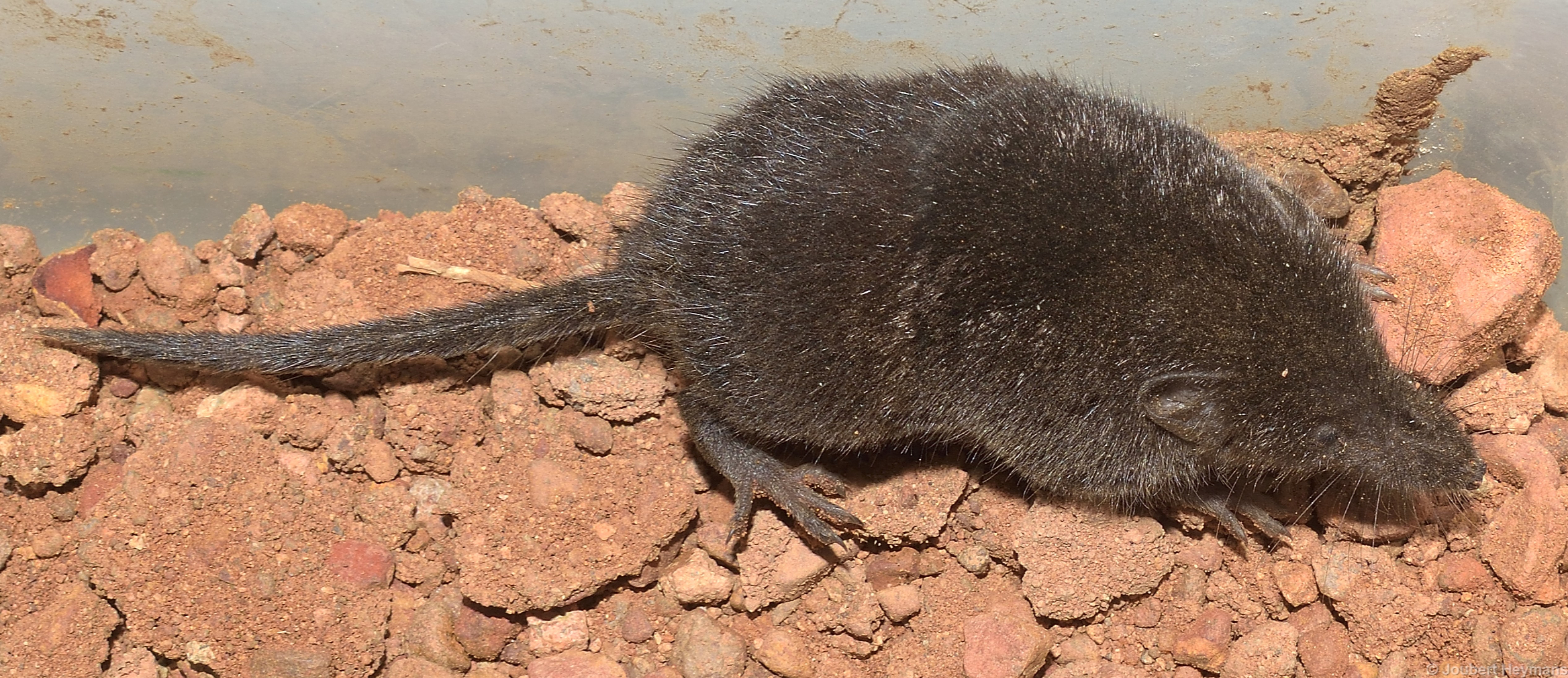 Image de Crocidura hirta Peters 1852