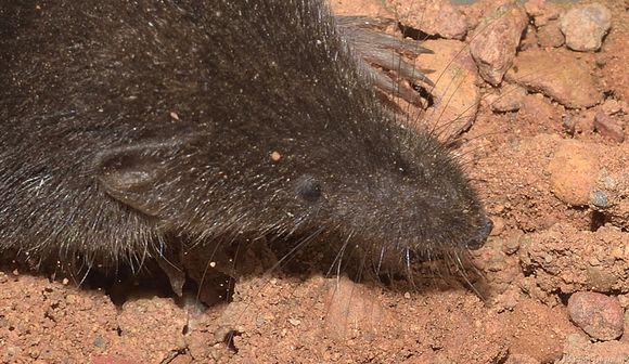 Image de Crocidura hirta Peters 1852