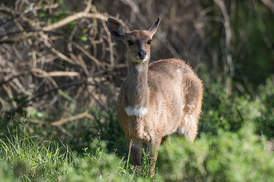 Image of Bushbuck