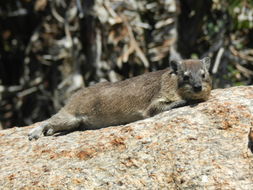 Image of Rock Hyrax