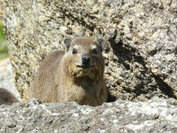 Image of Rock Hyrax