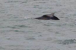 Image of Indian Humpback Dolphin