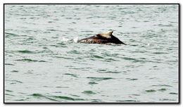 Image of Indian Humpback Dolphin