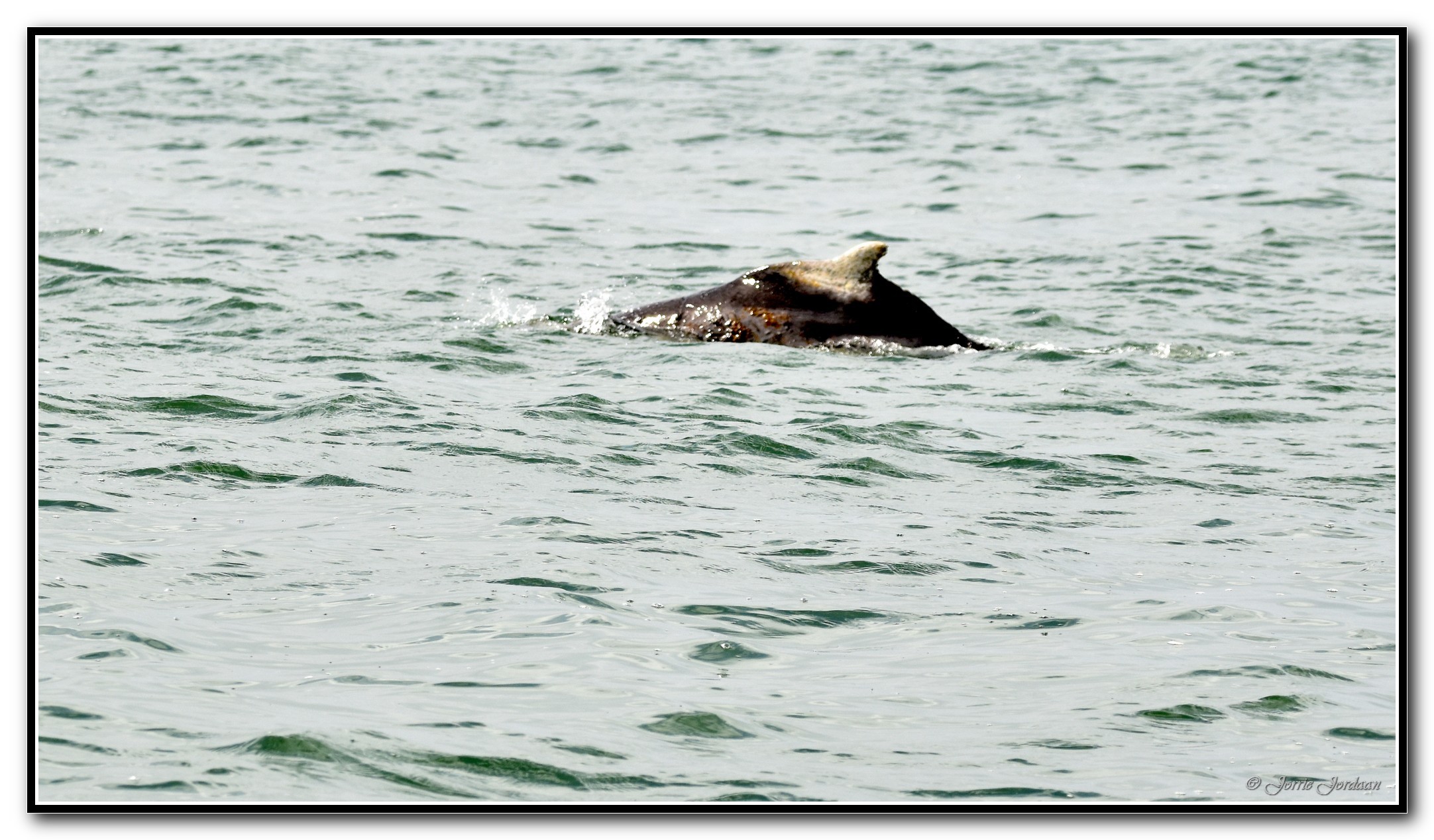 Image of Indian Humpback Dolphin