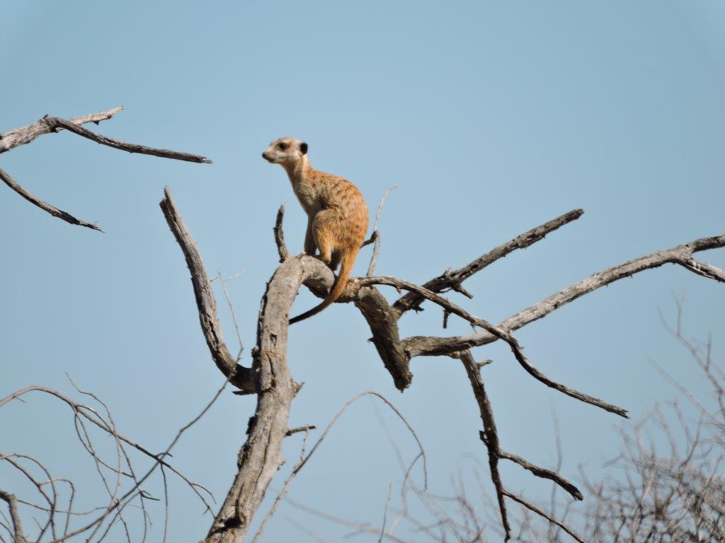 Image of Suricata Desmarest 1804