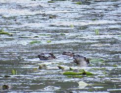 Image of African Clawless Otter