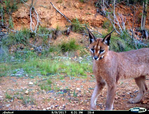 Image of Caracals