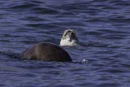 Image of African Clawless Otter