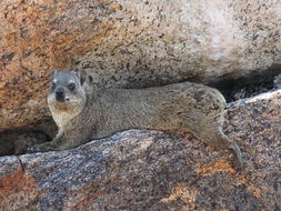 Image of Rock Hyrax