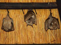 Image of Epauletted Fruit Bats