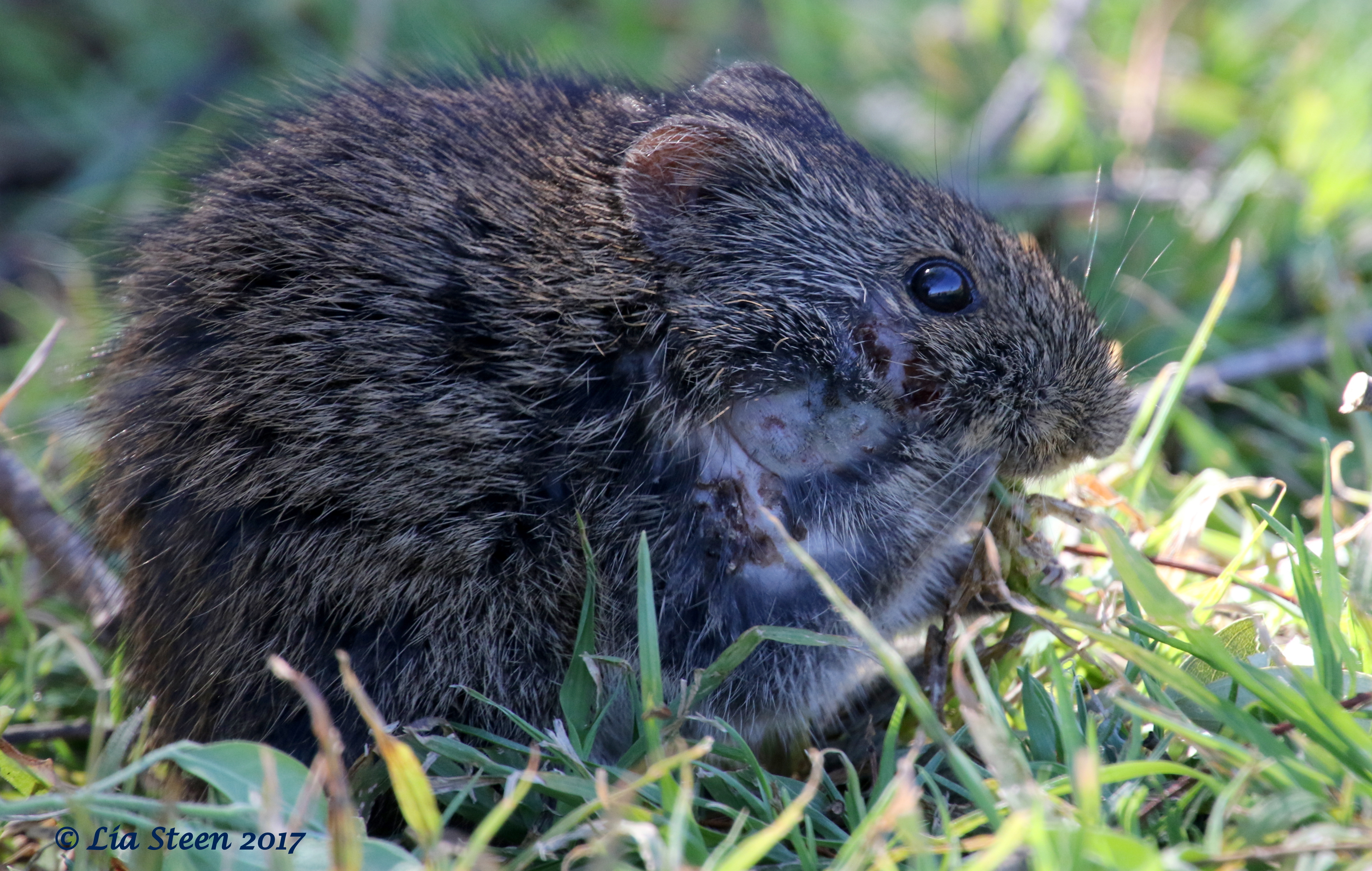 Image of Angoni Vlei Rat -- Angoni Vlei Rat