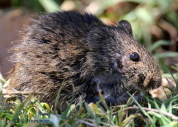 Image of Angoni Vlei Rat -- Angoni Vlei Rat