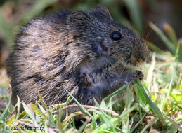 Image of Angoni Vlei Rat -- Angoni Vlei Rat