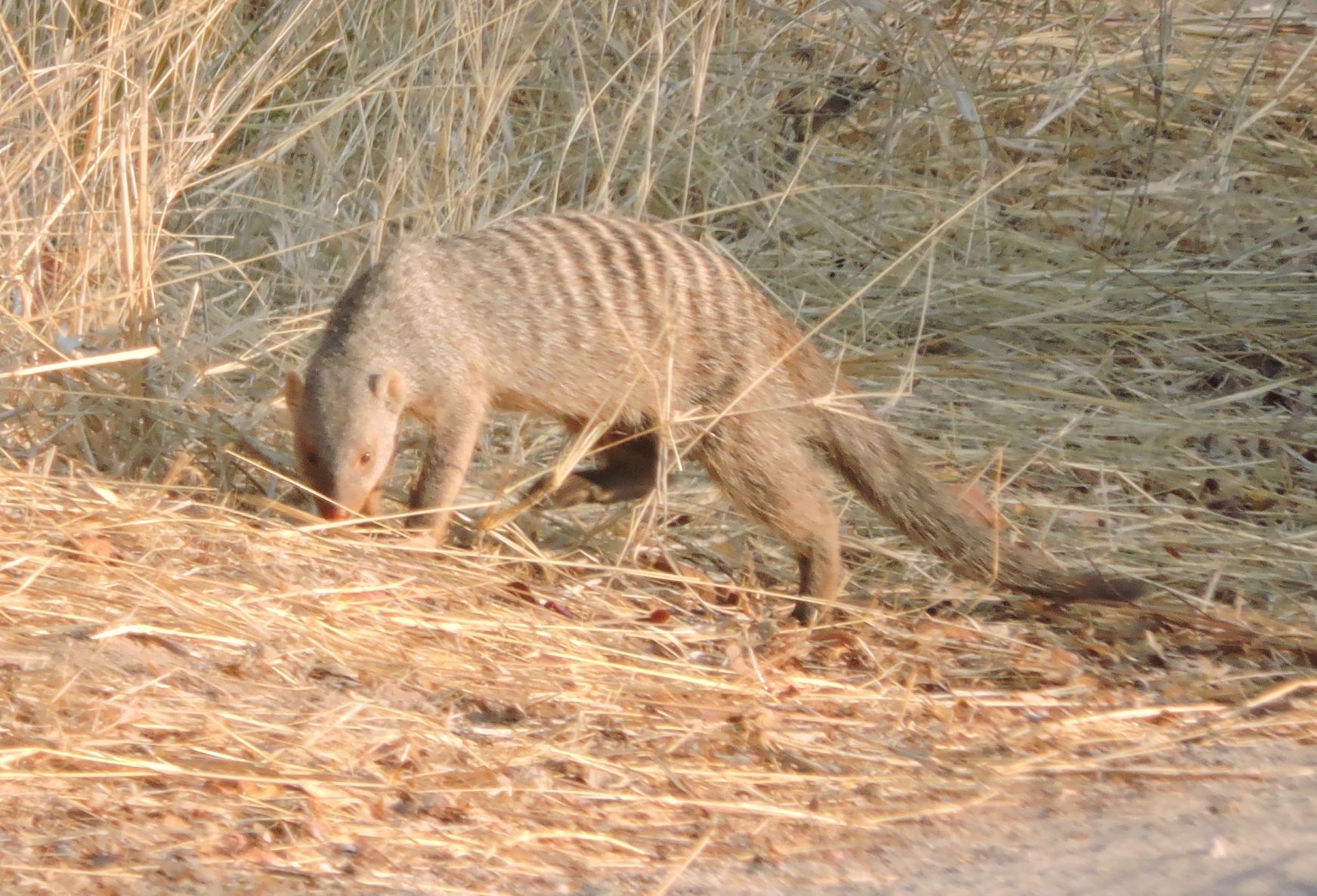 Image of Banded mongooses