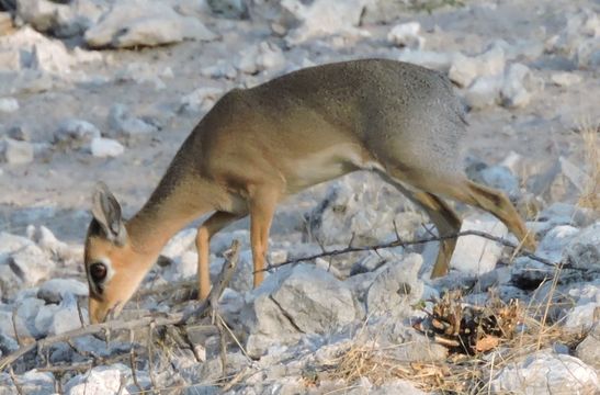 Image of Damara Dikdik