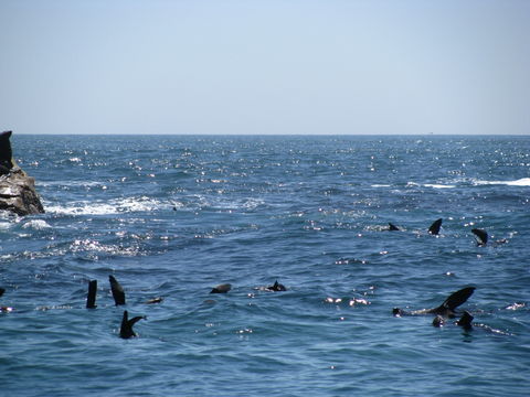 Image of Afro-Australian Fur Seal