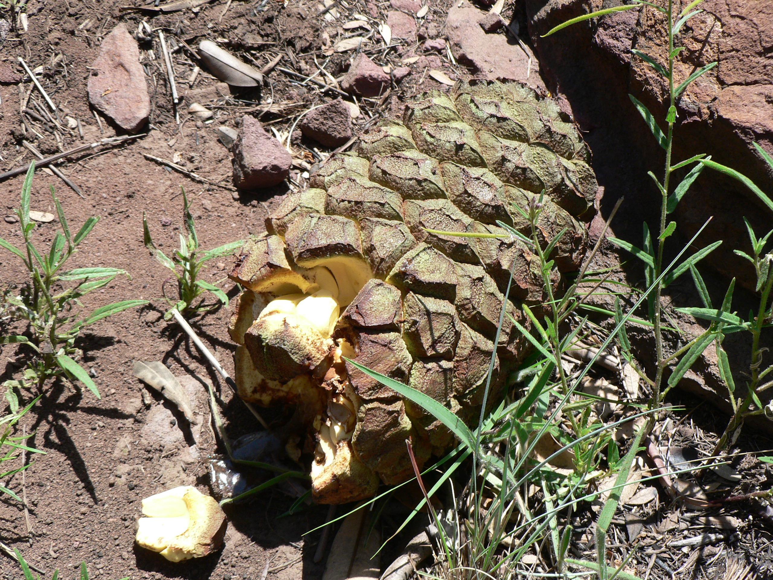 Image of African Porcupine