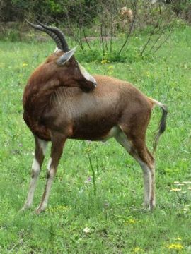 Image of Blesbok