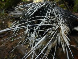 Image of African Porcupine