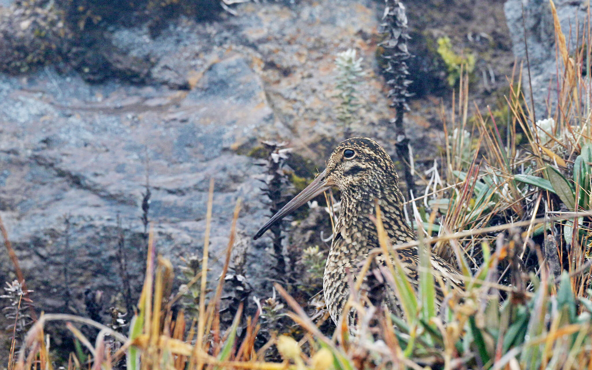 Image of Andean Snipe